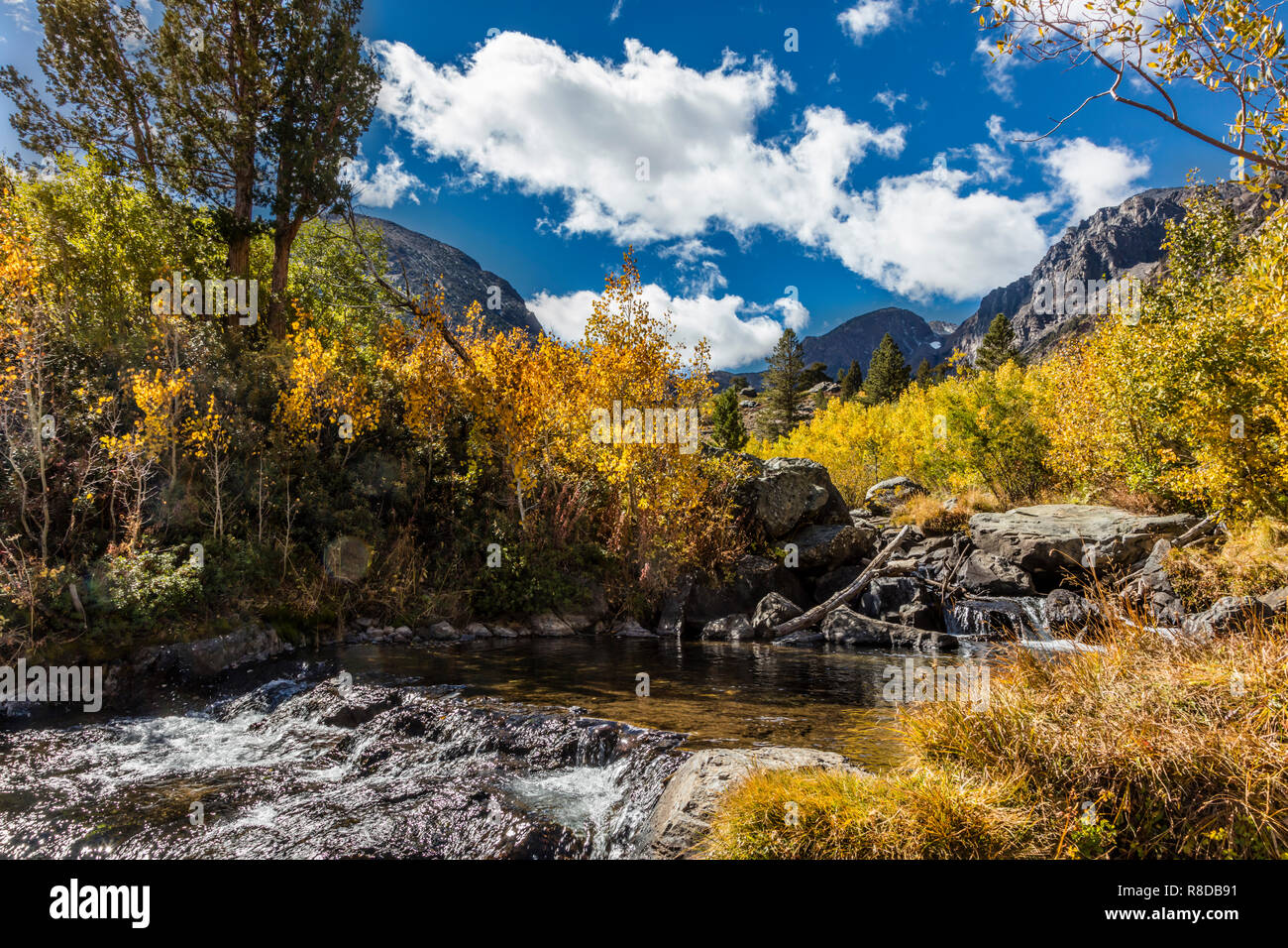 Álamos muestran sus colores de otoño en torno a Lundy Creek, en la parte oriental de Sierra - CALIFORNIA Foto de stock