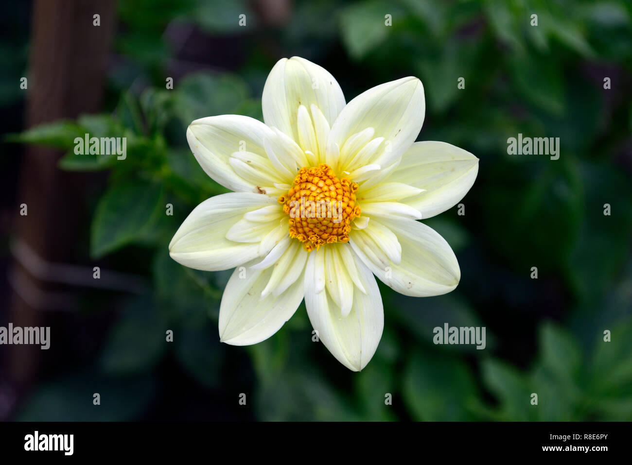 Dalia Clair de Lune,dalias, crema, blanco, amarillo claro,flor,flores,la floración,follaje obscuro,RM Floral Foto de stock