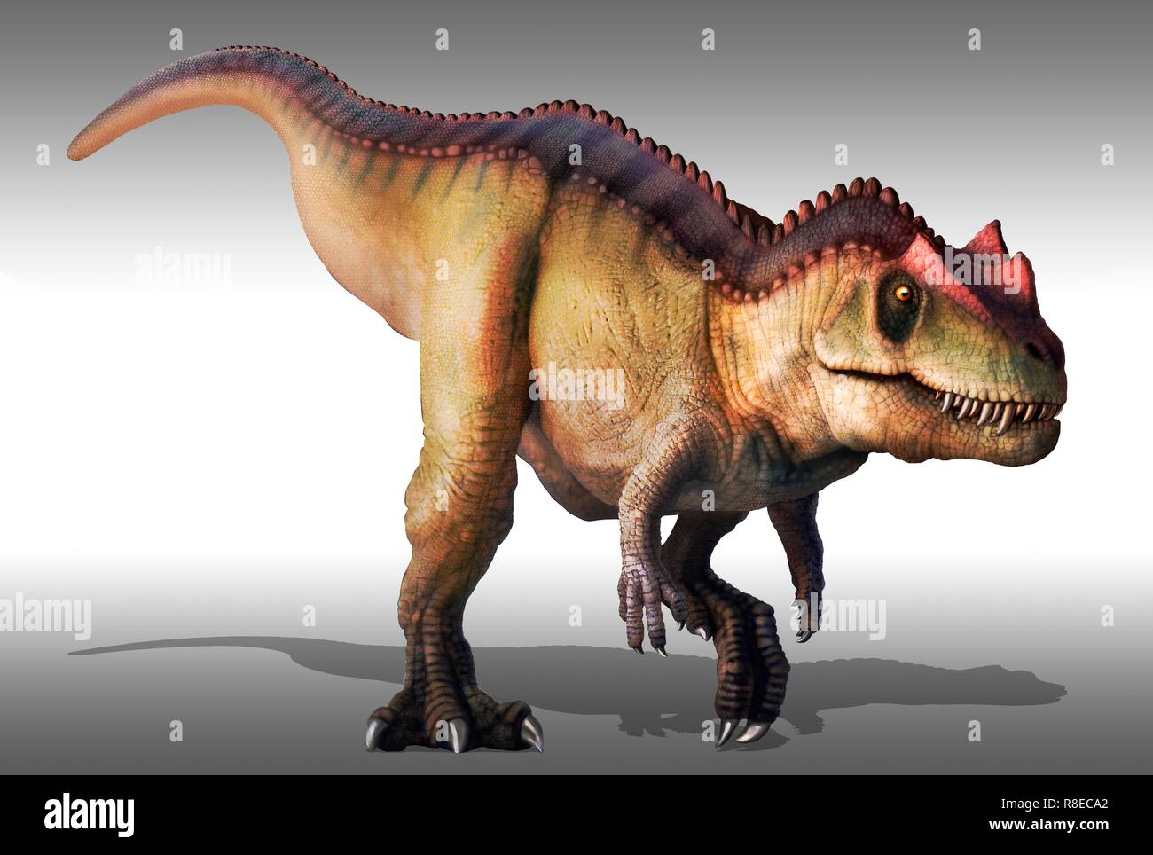 Ceratosaurus, ilustración. Este gran dinosaurio terópodos carnívoros  vivieron durante finales del Jurásico (153-148 millones de