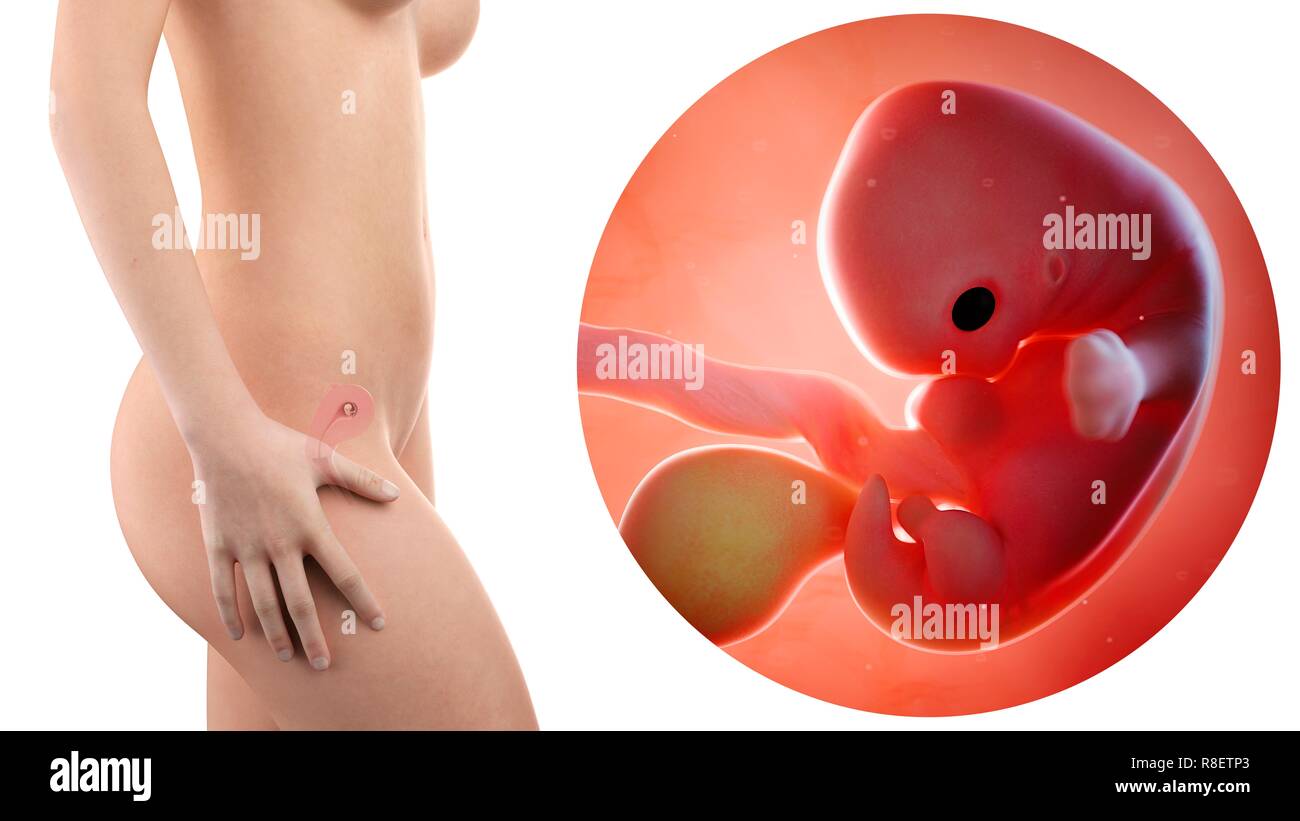 Ilustracion De Una Mujer Embarazada Y 7 Semanas Feto Fotografia De Stock Alamy Ilustracion De Una Mujer Embarazada Y 7 Semanas Feto Fotografia De Stock Alamy