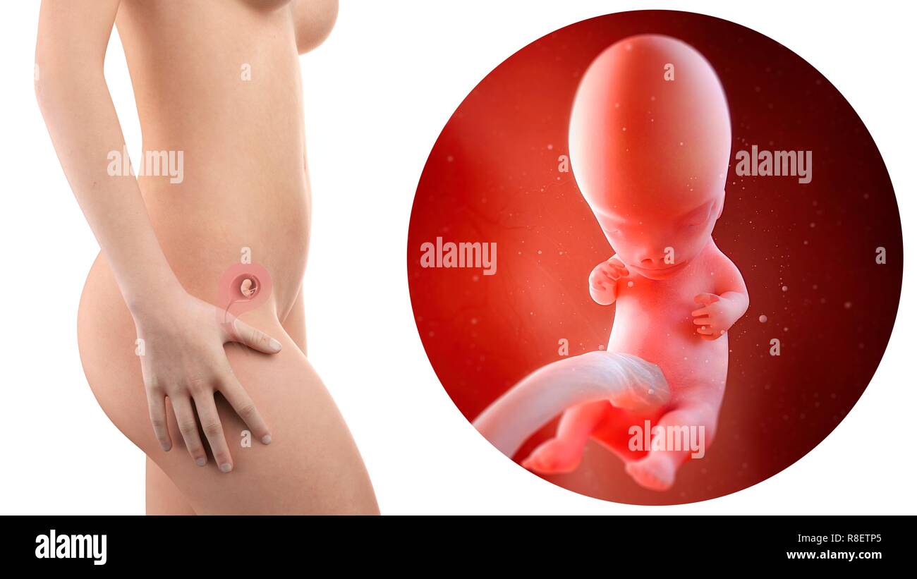 Feto 9 semanas fotografías e imágenes de alta resolución - Alamy Feto 9 semanas fotografías e imágenes de alta resolución - Alamy