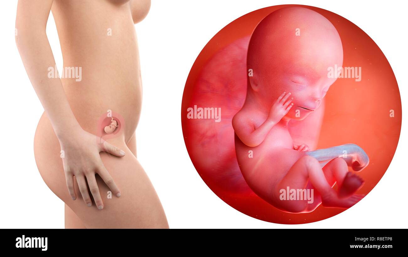 Which is 12 weeks pregnant fotografías e imágenes de alta resolución - Alamy