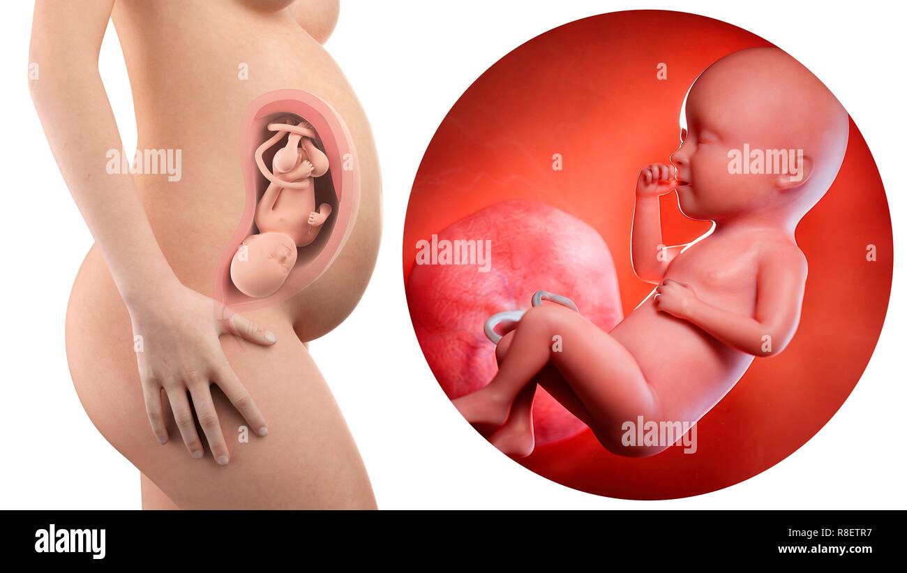 Ilustracion De Una Mujer Embarazada De 34 Semanas Y El Feto