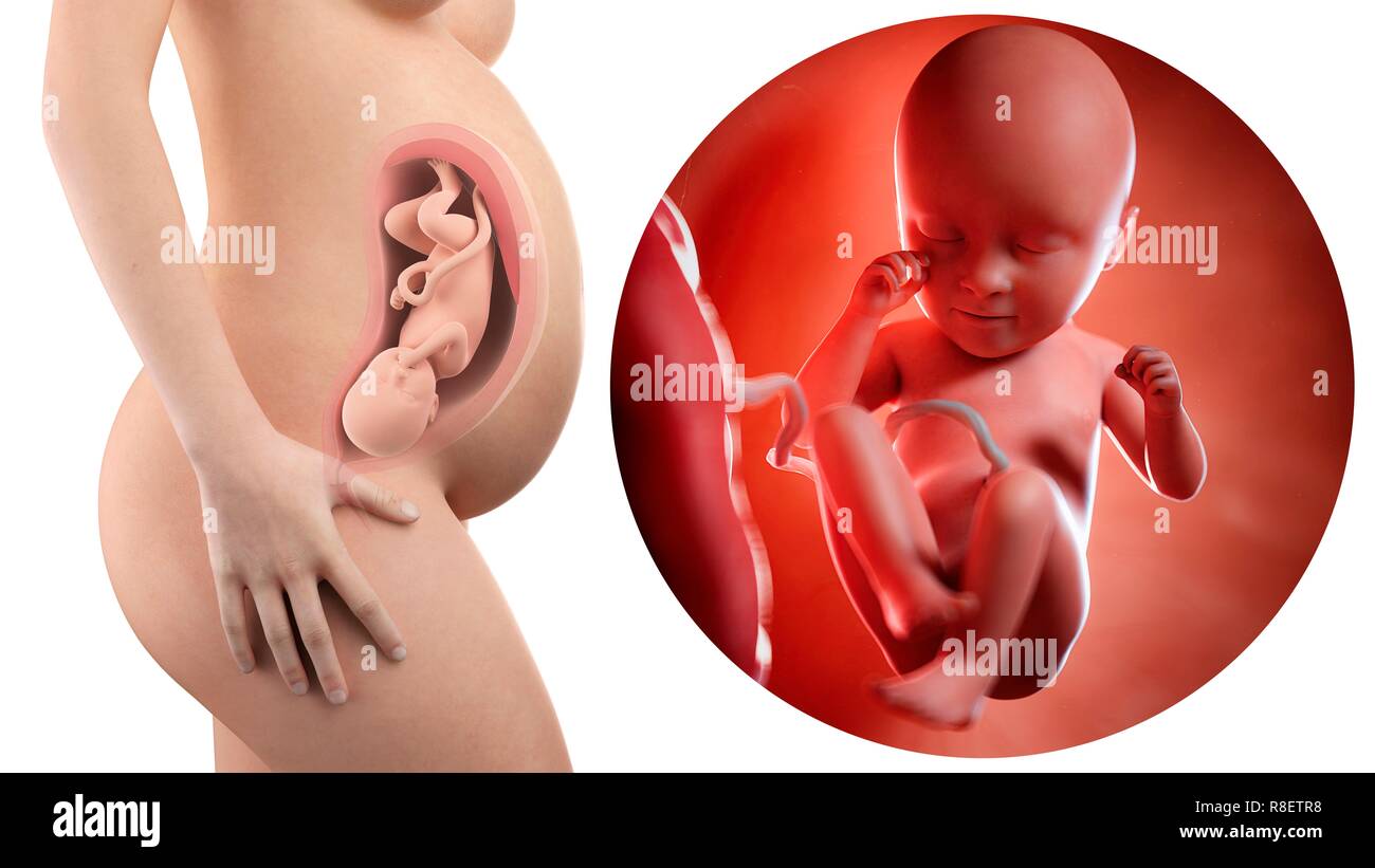 Ilustracion De Una Mujer Embarazada Y El Feto De 35 Semanas Fotografia De Stock Alamy
