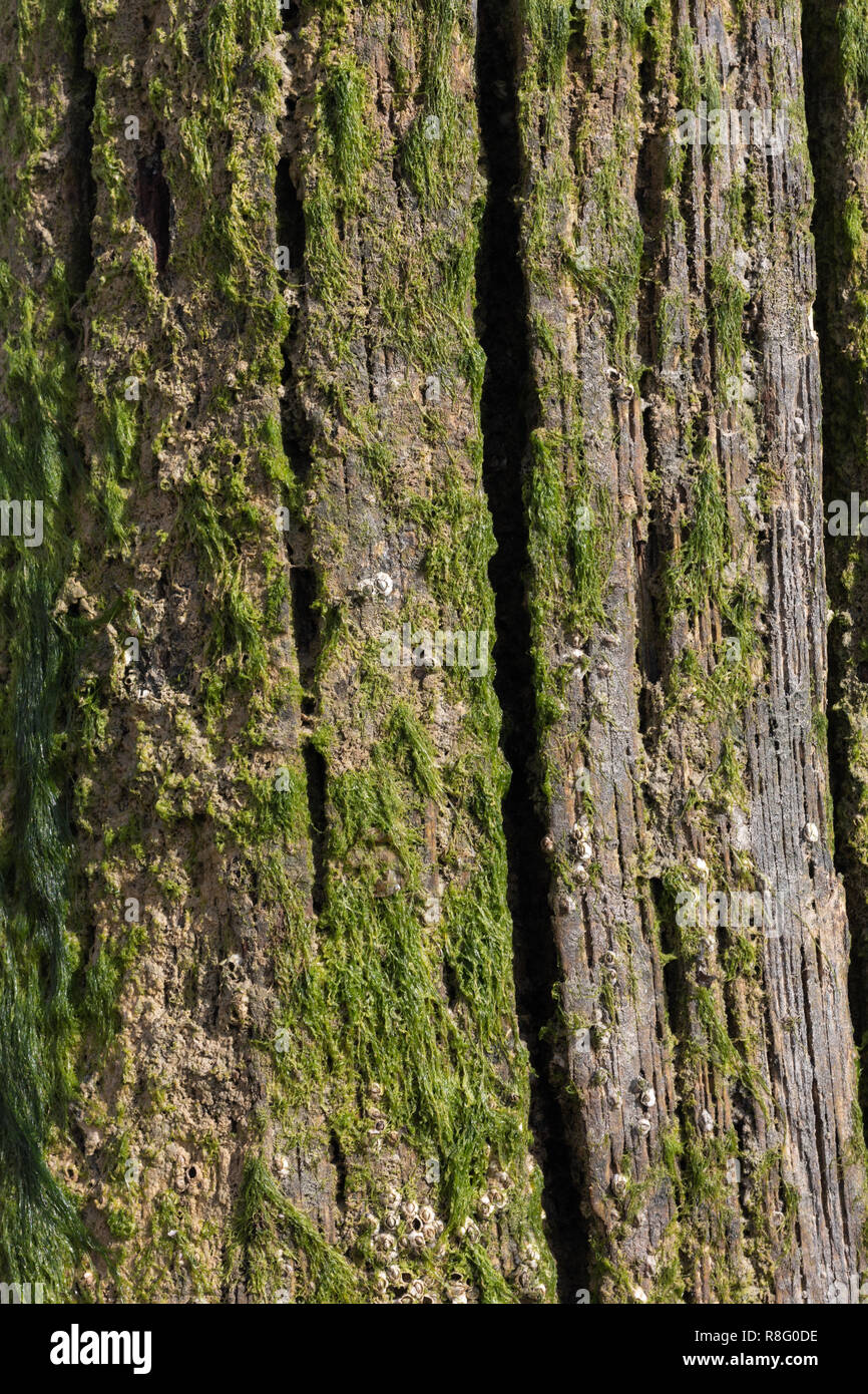 Cerca de las algas que crecen en el groynes de madera en la playa Foto de stock
