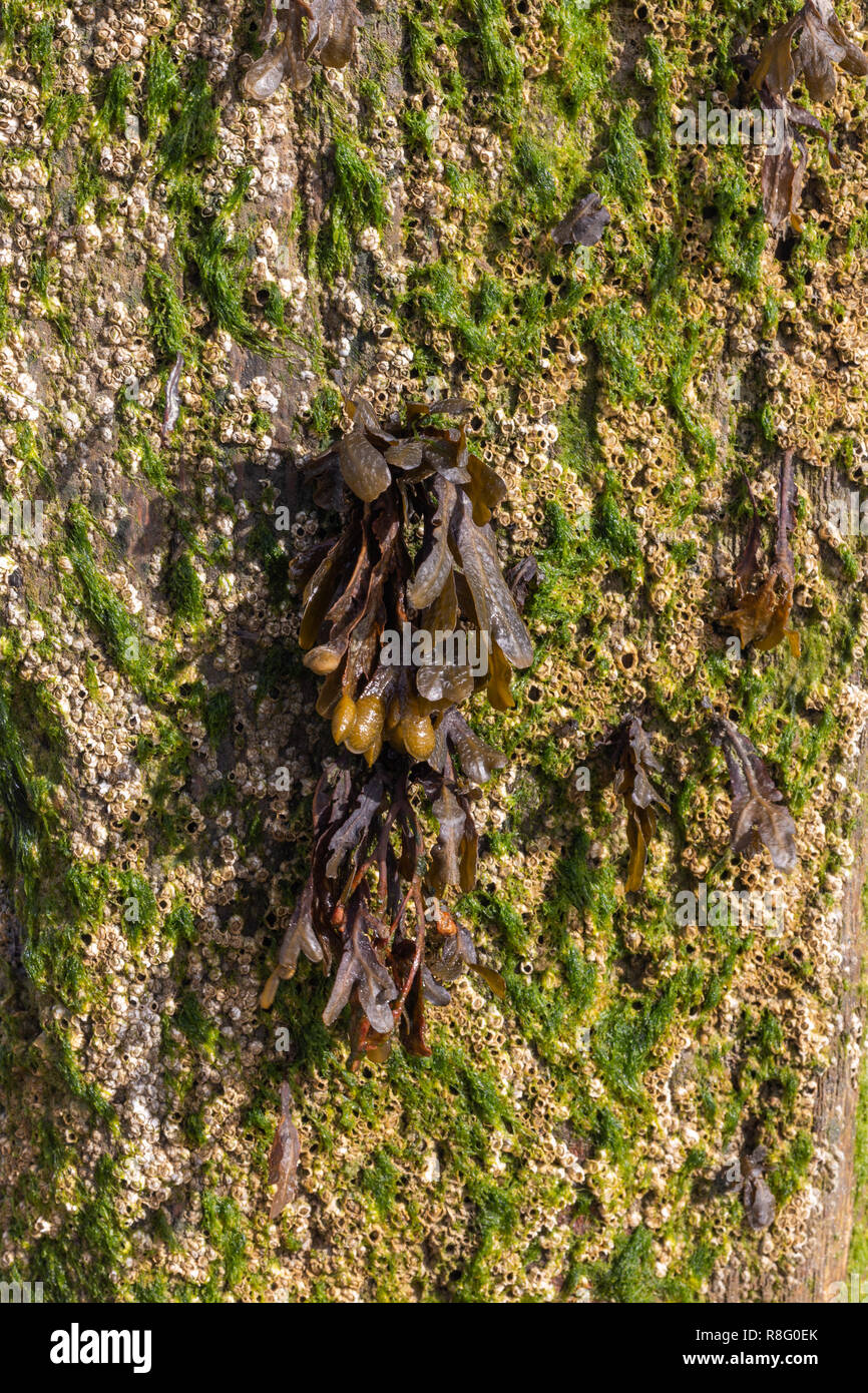 Cerca de las algas que crecen en el groynes de madera en la playa Foto de stock