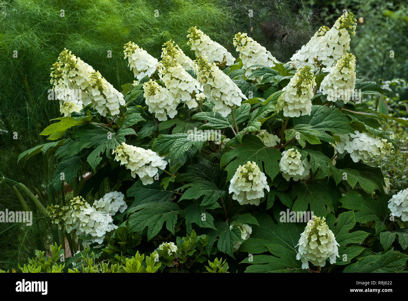 La cabeza de la flor de la Hortensia (Hydrangea quercifolia oakleaf) a  mediados de mayo en el centro de Virginia. Vistosas flores blancas son  estériles y sólo funcionan para atraer Fotografía de