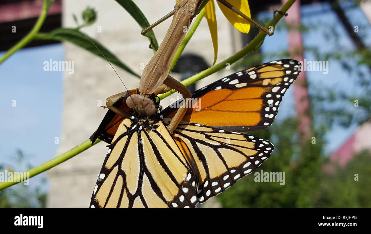 Potente hembra grande de color bronceado mantis capturada y come una naranja amarillo negro mariposa monarca alimentándose de polen de una flor amarilla en un g Foto de stock