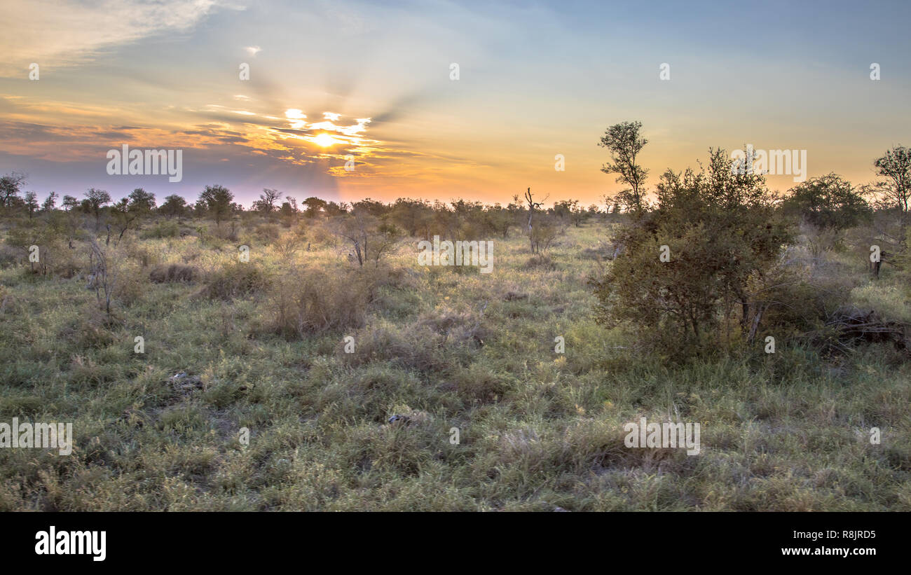 Sabana arbolada llanura de sabana con árboles arbustos y hierba al atardecer en el Parque Nacional Kruger Sudáfrica Foto de stock