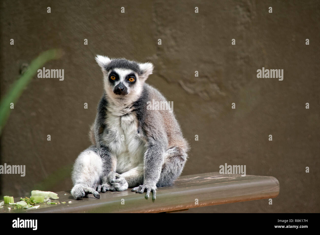 El lémur de cola de anillo descansa sobre una plancha de madera Foto de stock