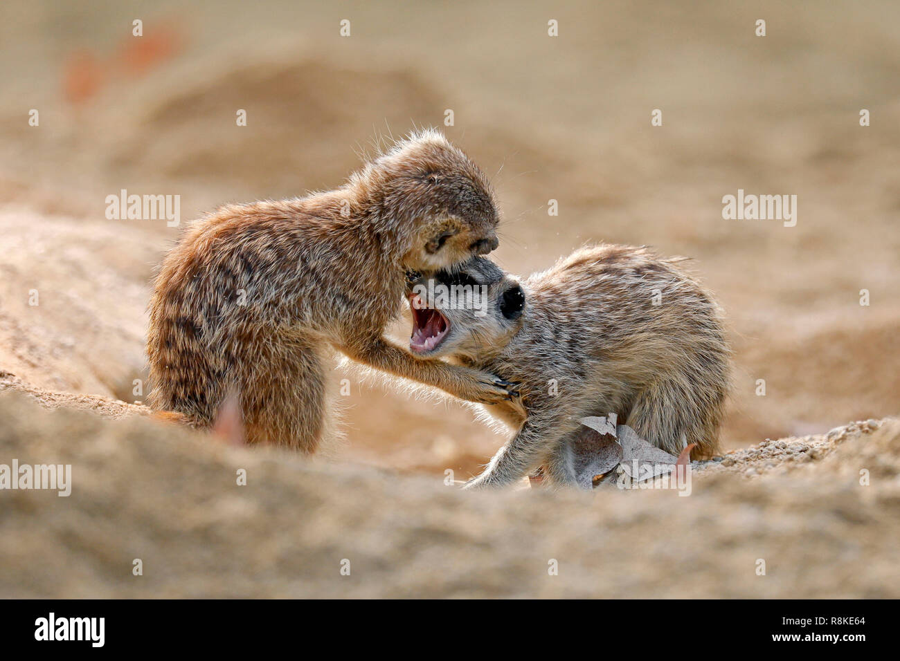 Suricata o (Suricata suricatta), los animales jóvenes, cautiva Foto de stock