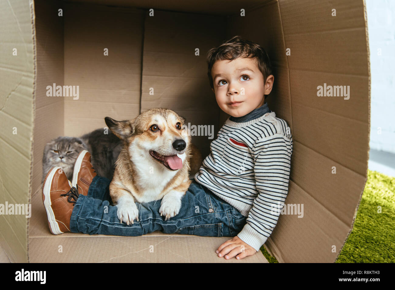 El enfoque selectivo de chico con adorables corgi y british longhair gato sentado en caja de cartón Foto de stock