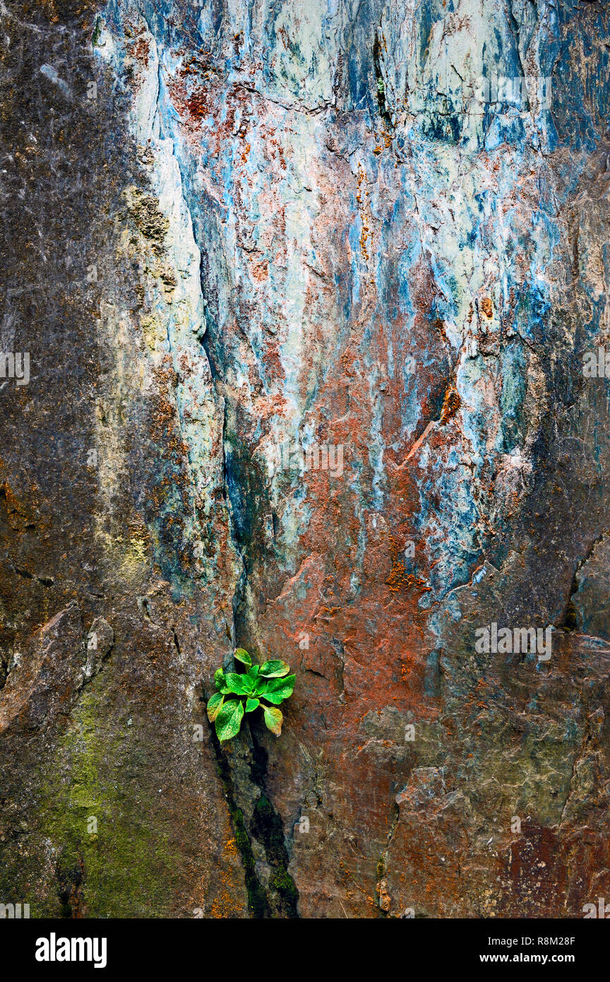 Una vista cercana de una sección de la textura de la roca en el Parque Nacional de Snowdonia. Foto de stock