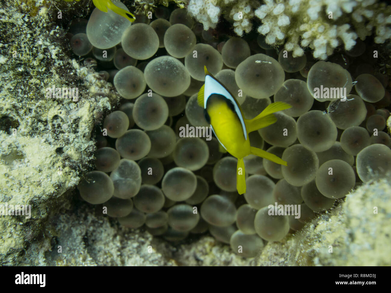1-wöchige Tauchsafari am Roten Meer, Marsa Alam en Ägypten Foto de stock