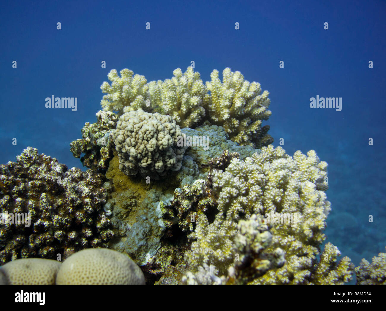 Wunderschöne Korallenbänke am Roten Meer. Auch die sind wundervoll Fischschwärme Foto de stock