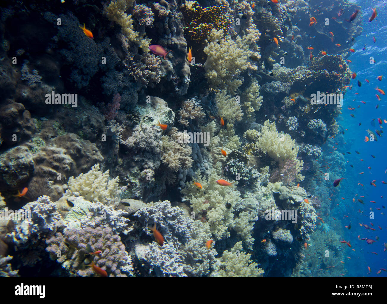 Wunderschöne Korallenbänke am Roten Meer. Auch die sind wundervoll Fischschwärme Foto de stock