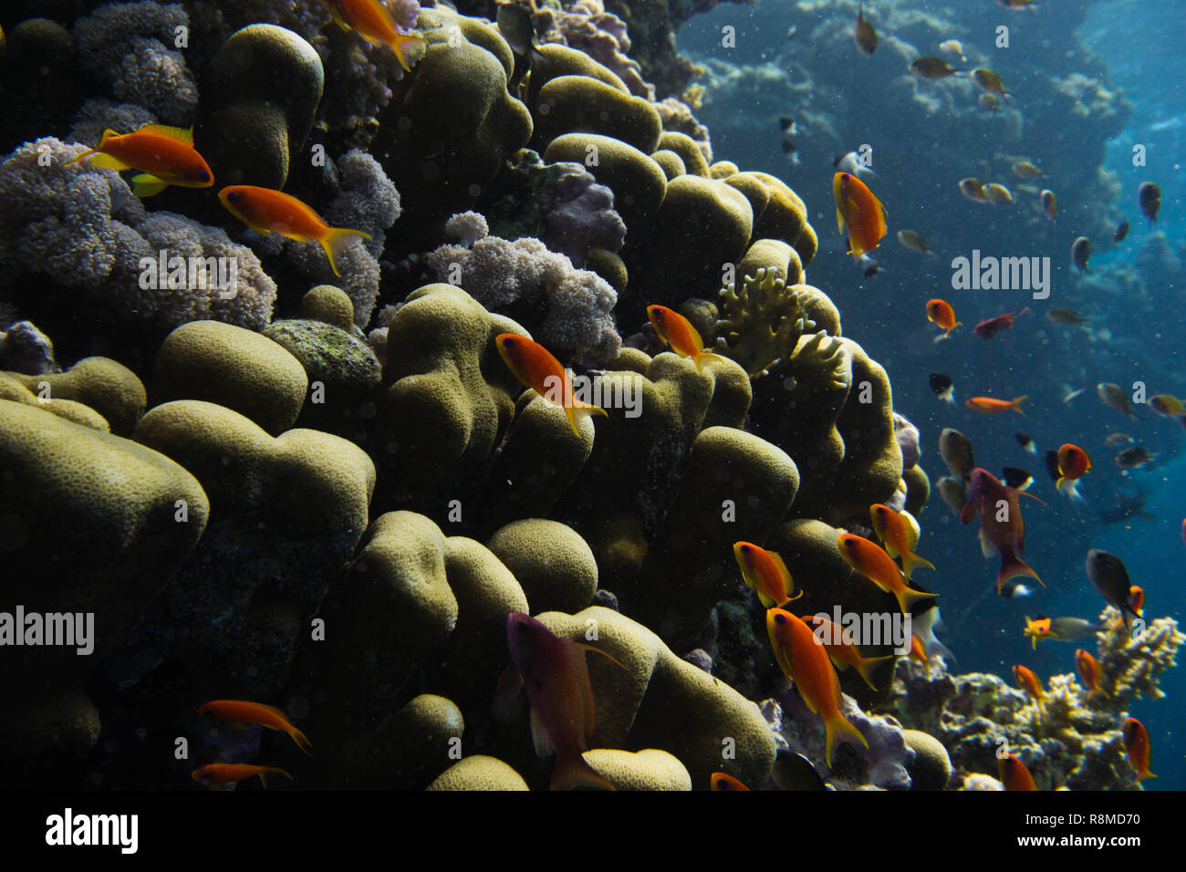 Wunderschöne Korallenbänke am Roten Meer. Auch die sind wundervoll Fischschwärme Foto de stock