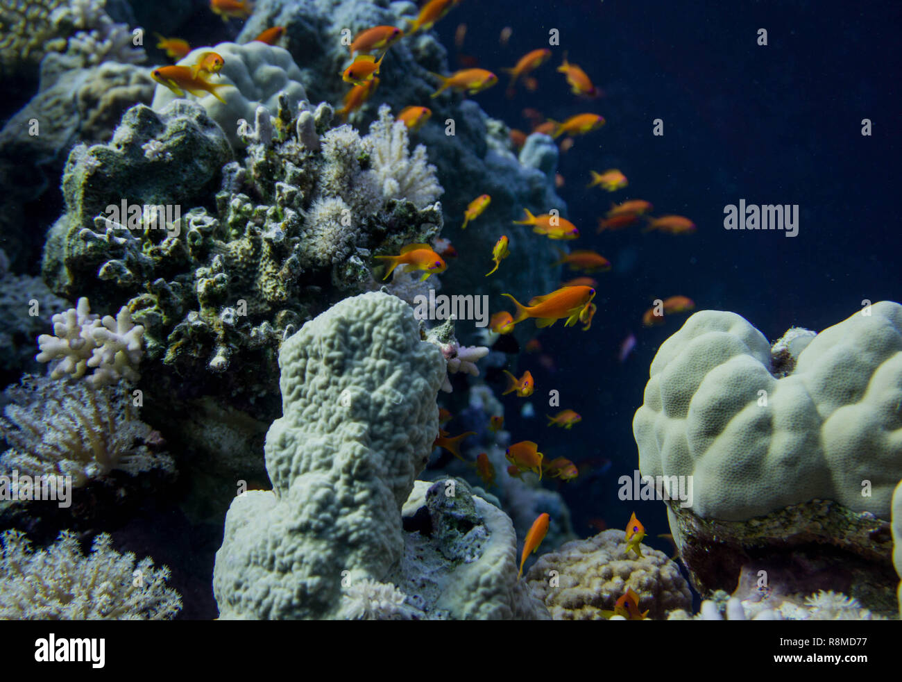 Wunderschöne Korallenbänke am Roten Meer. Auch die sind wundervoll Fischschwärme Foto de stock