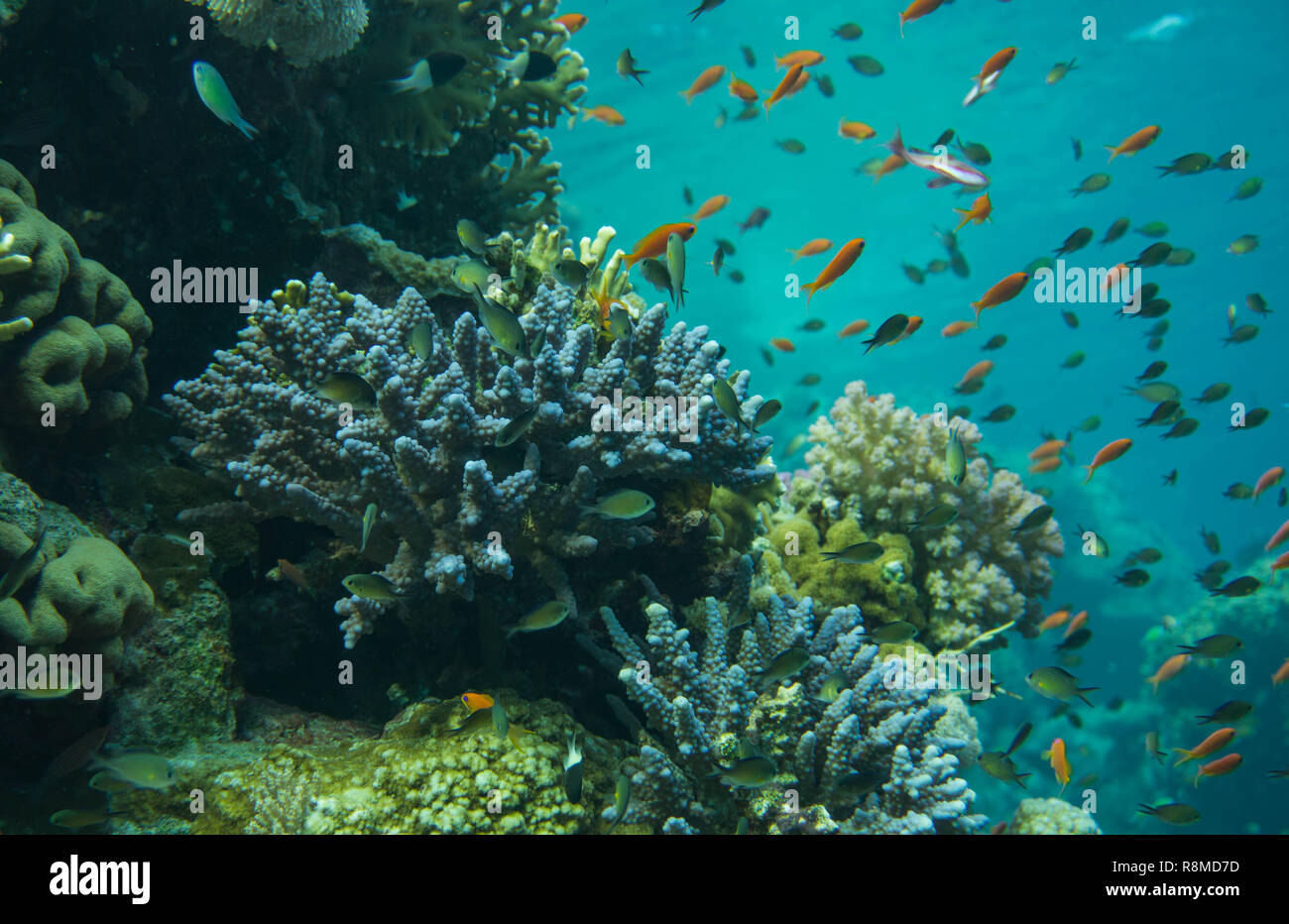 Wunderschöne Korallenbänke am Roten Meer. Auch die sind wundervoll Fischschwärme Foto de stock