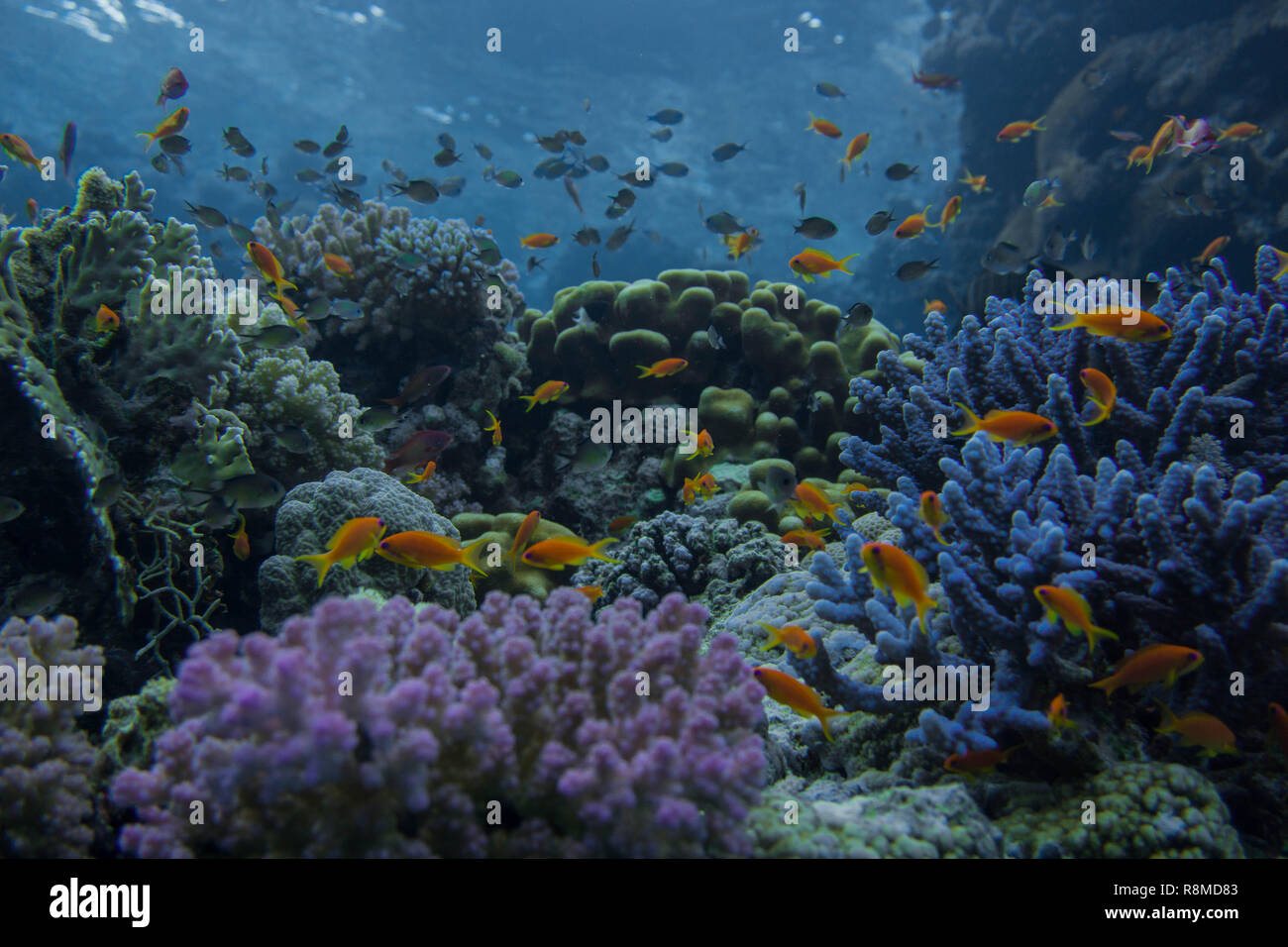 Wunderschöne Korallenbänke am Roten Meer. Auch die sind wundervoll Fischschwärme Foto de stock