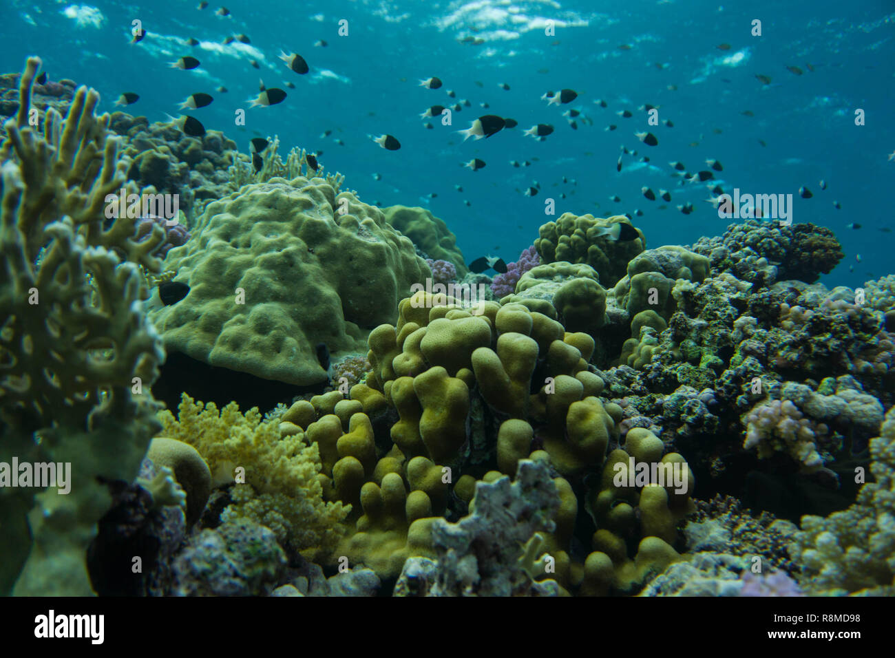 Wunderschöne Korallenbänke am Roten Meer. Auch die sind wundervoll Fischschwärme Foto de stock