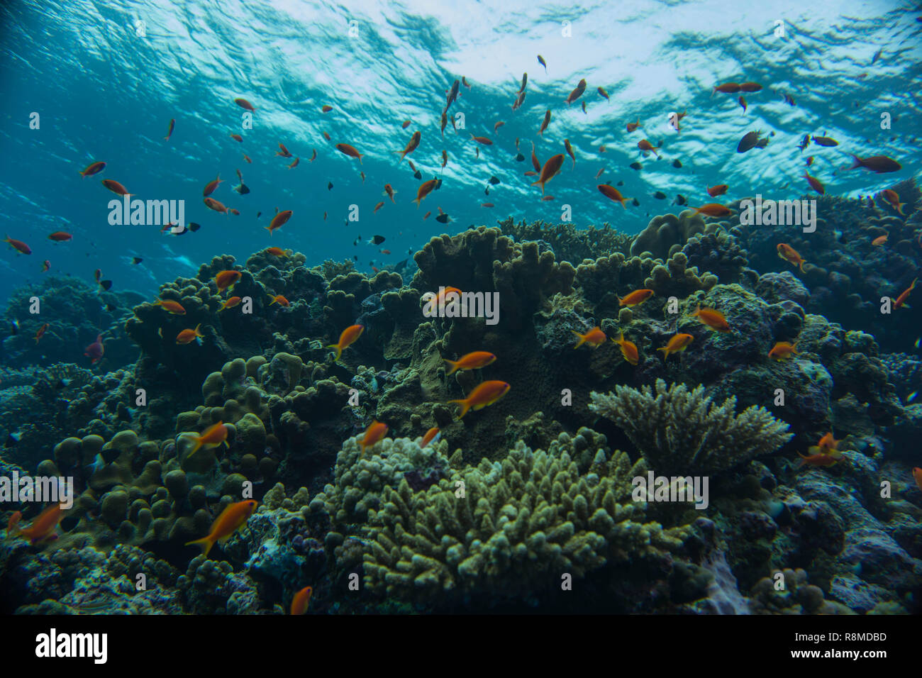 Wunderschöne Korallenbänke am Roten Meer. Auch die sind wundervoll Fischschwärme Foto de stock