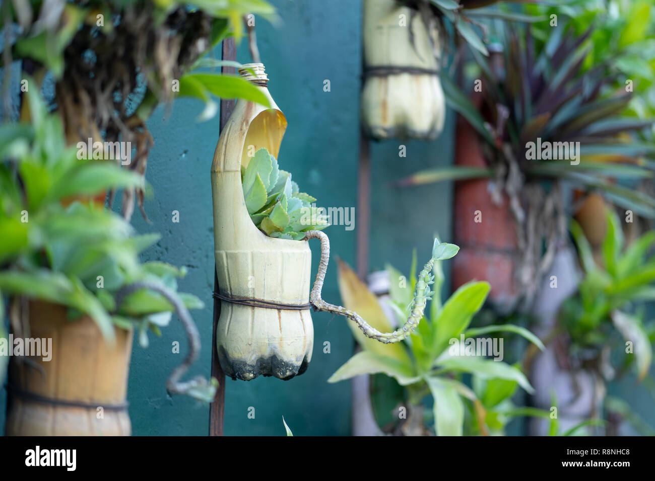 Una botella de plástico reciclada un contenedor de plantas colgantes Fotografía de stock - Alamy