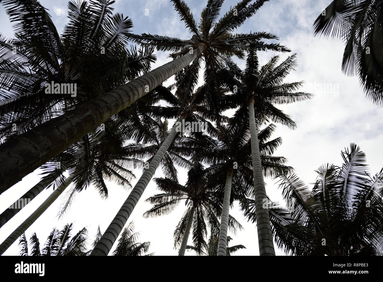 Grove tropicales nativas de altas palmeras, o cera Ceroxylon quindiuense en la Cordillera de Los Andes de Colombia Foto de stock