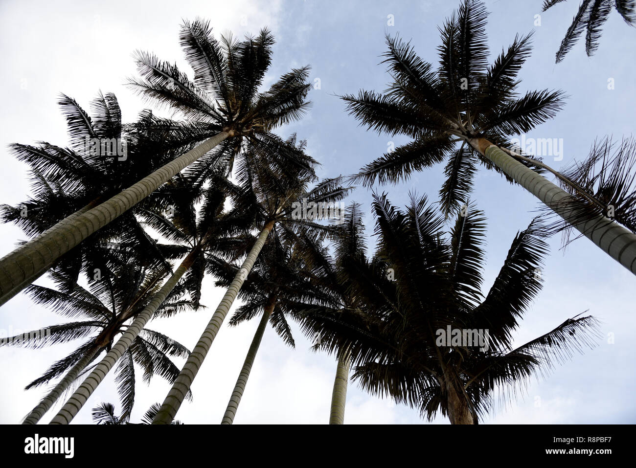 Tropical colombiana palmeras de cera Ceroxylon quindiuense, o, en el norte de Los Andes. Foto de stock