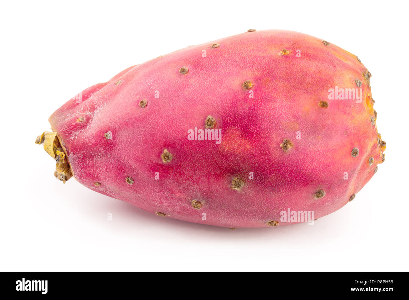 Solo suculento fotografías e imágenes de alta resolución Alamy