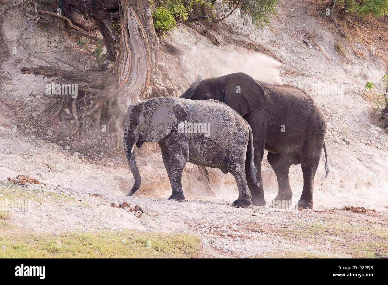 Botswana, el Parque Nacional Chobe, río Chobe, bush africano Elefante elefante de sabana o africano (Loxodonta africana), cerca del río Chobe Foto de stock