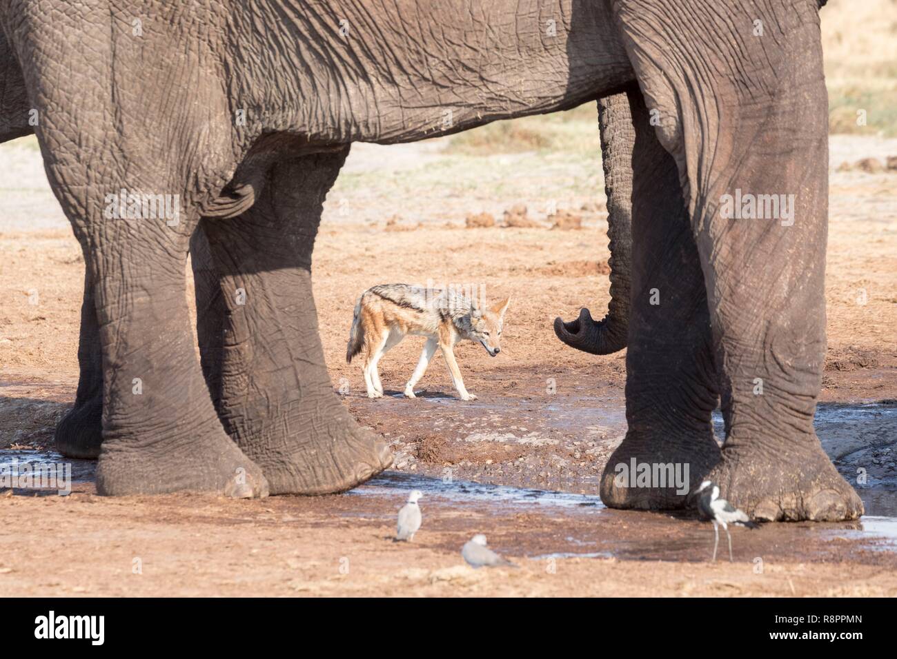 Bostwana, Savuti, Parque Nacional Africano arbusto o elefante africano elefante de sabana (Loxodonta africana), cerca del orificio de agua Foto de stock