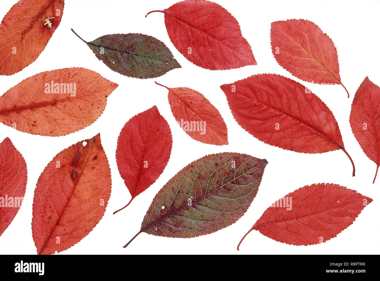 Cerezo japonés o asiático de cerezo (Prunus serrulata) , hojas en otoño  sobre la superficie blanca, cerca Foto © Roberto Sacco/Sintesi/Alamy Stock  Pho Fotografía de stock - Alamy