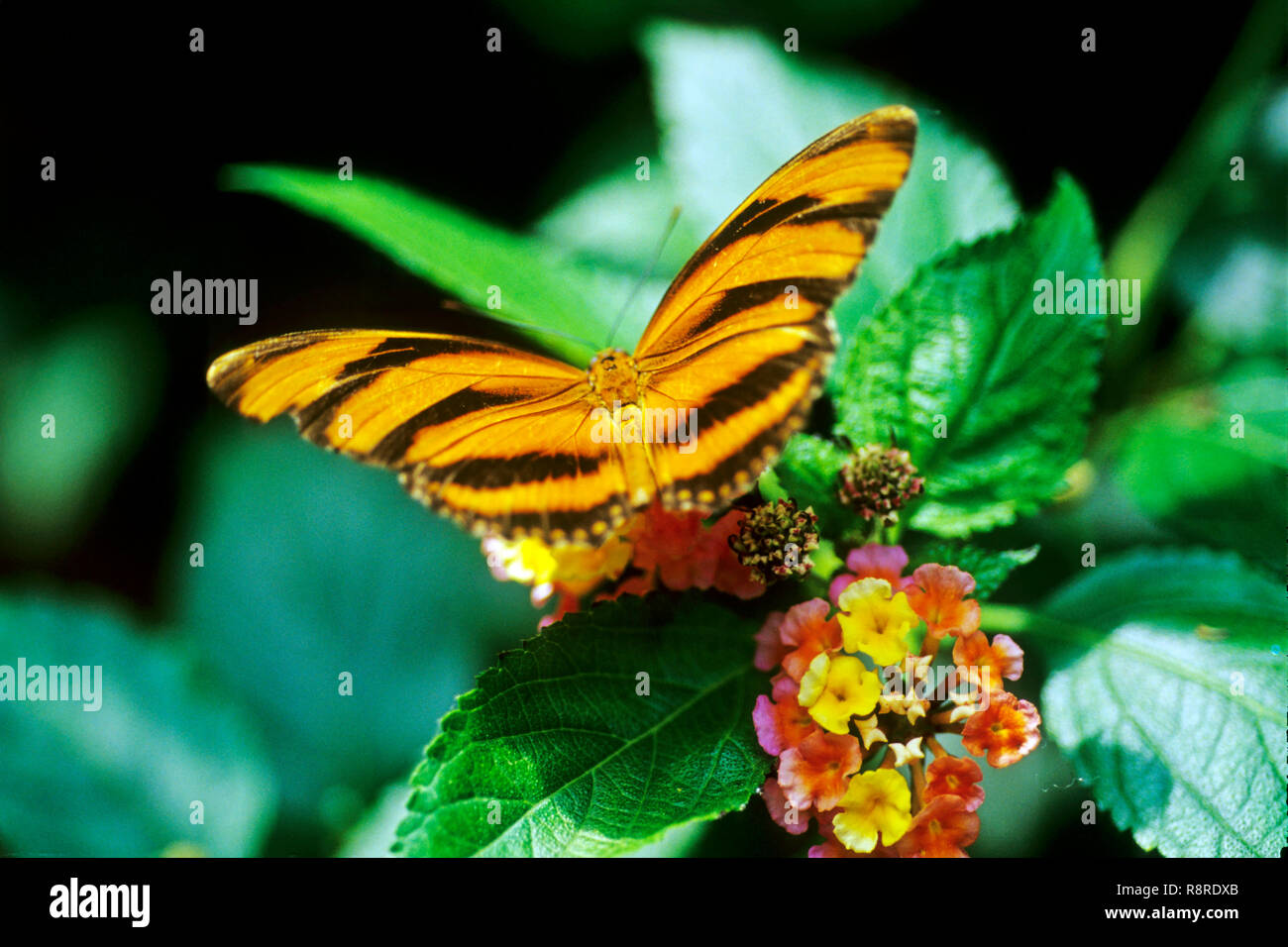 Los insectos chupadores de mariposas, el polen de la flor Foto de stock