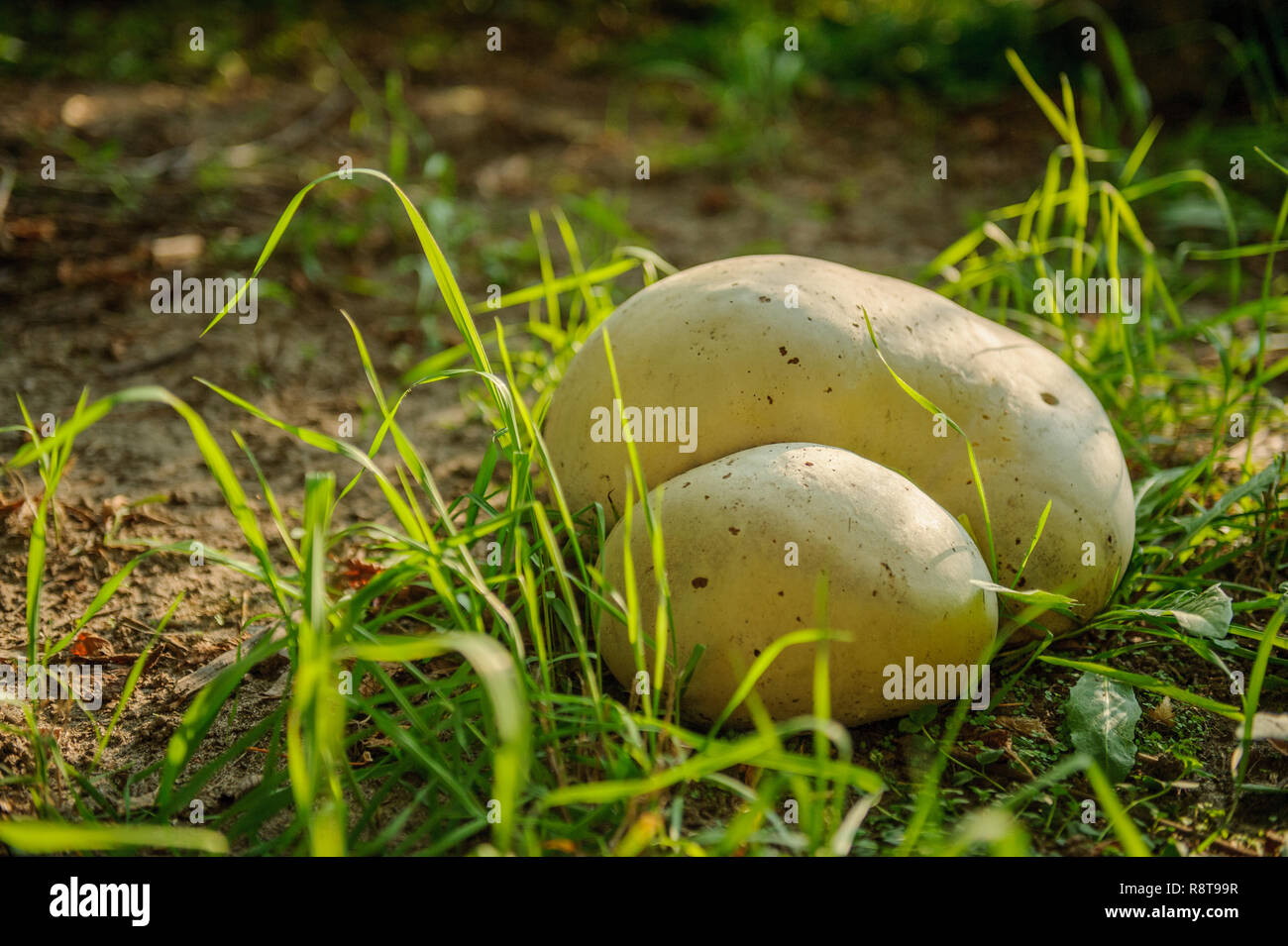 Gran bola de setas fotografías e imágenes de alta resolución - Alamy