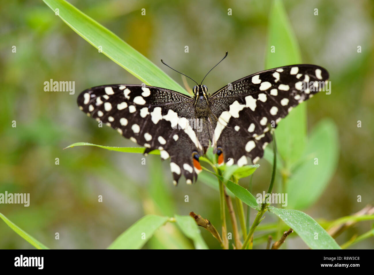Brush-footed butterfly (Limenitis) en la hoja Foto de stock
