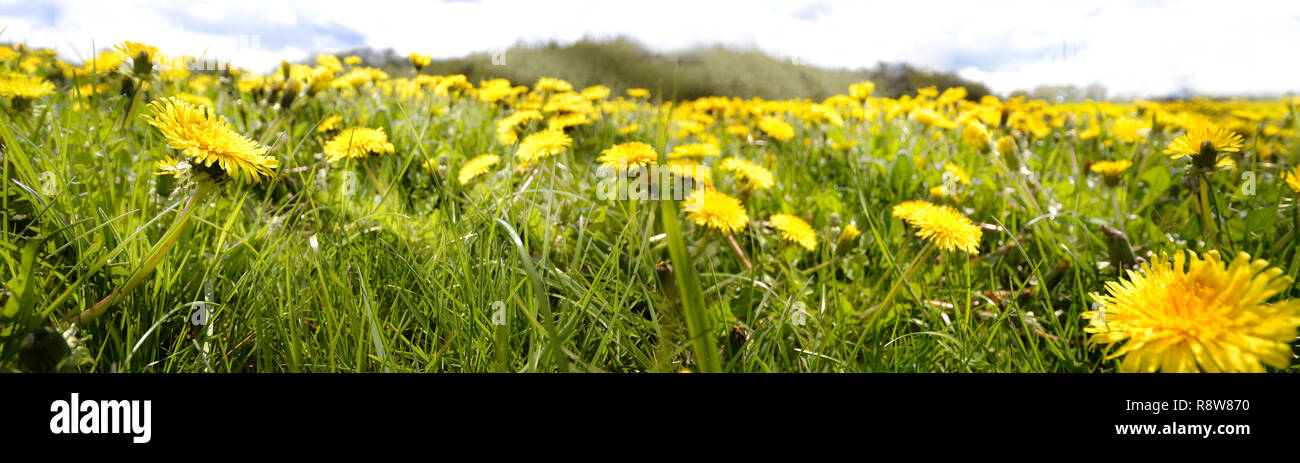 Meadow vintage flores panorama jaramago verano humor Foto de stock