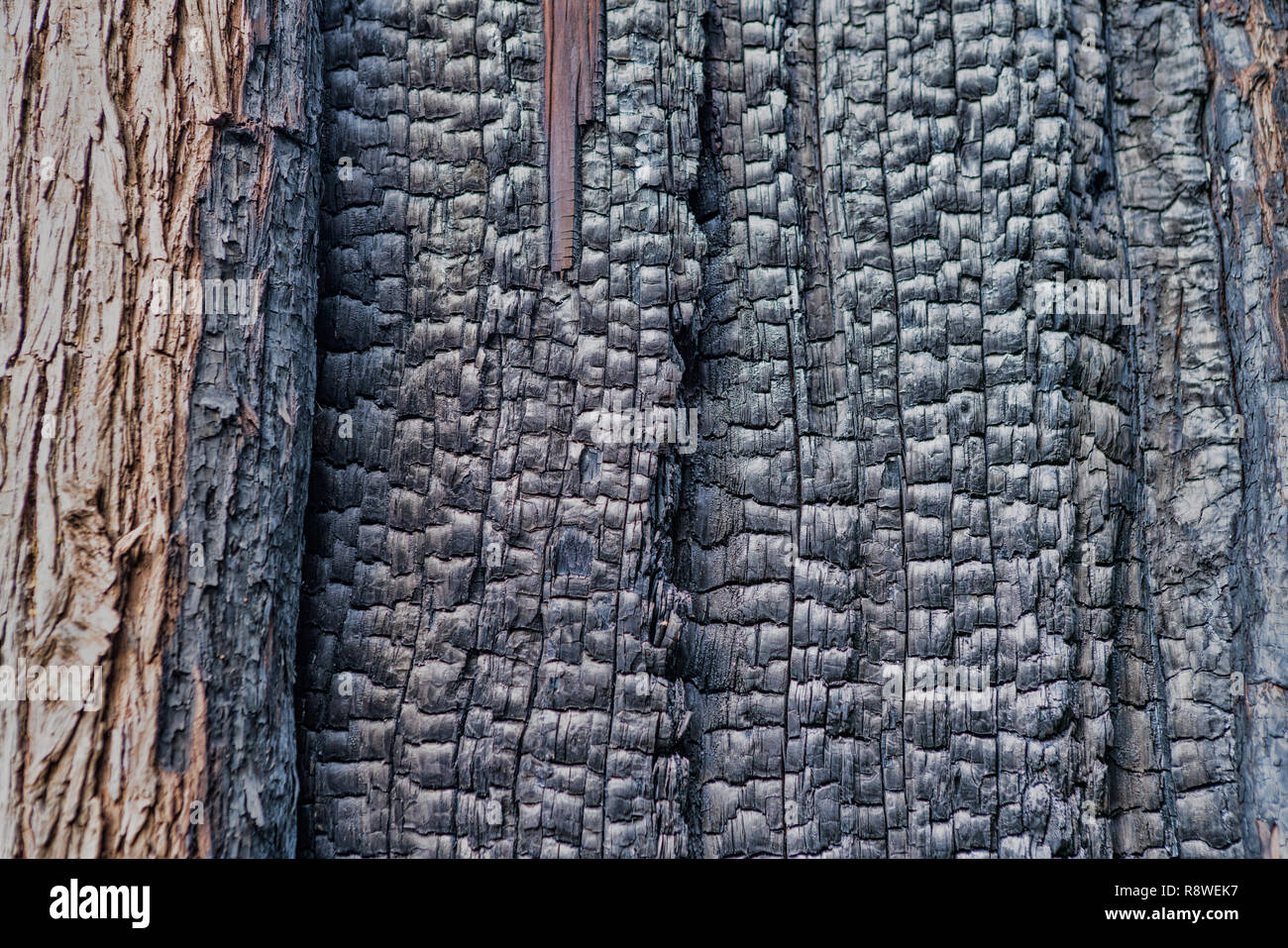 Árbol quemado por los incendios forestales de Sintra Cascais . Portugal Foto de stock