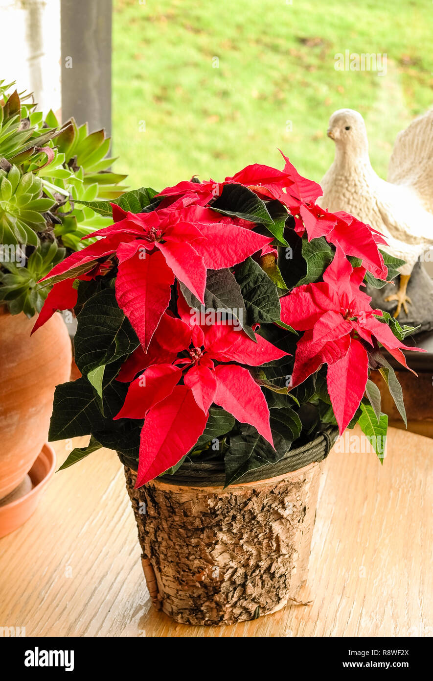 Casa interiores plantas incluyendo Aeonium y poinsettia en diciembre en UK Foto de stock