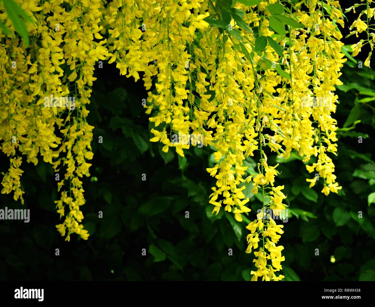 Flores amarillas que cuelgan fotografías e imágenes de alta resolución -  Alamy