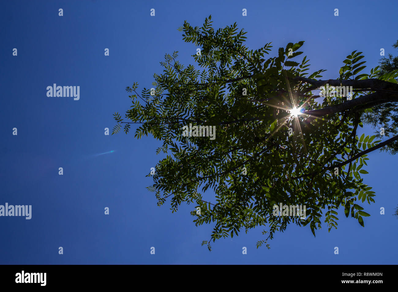 La luz solar que pasa a través de las ramas de un árbol Foto de stock