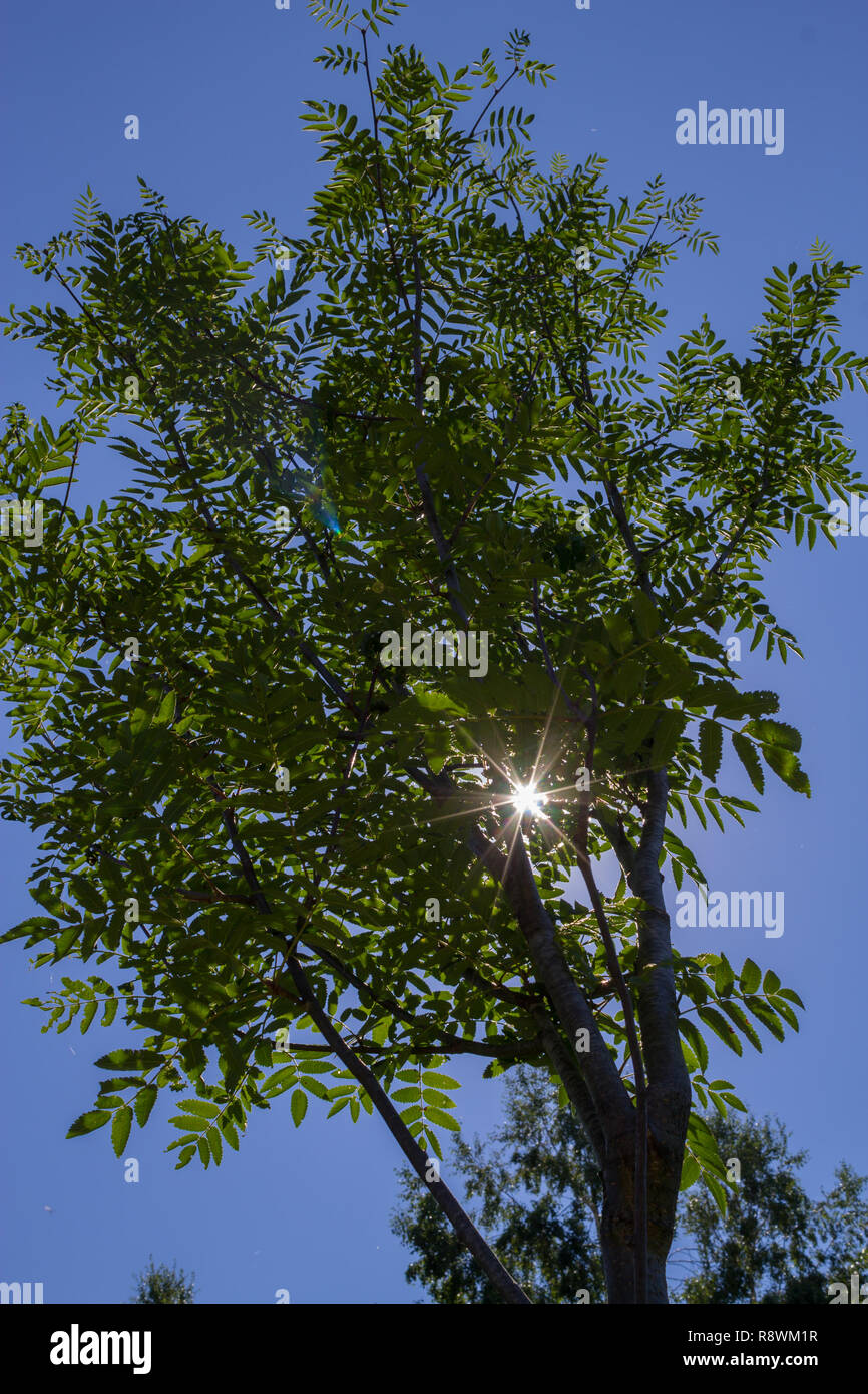 La luz solar que pasa a través de las ramas de un árbol Foto de stock