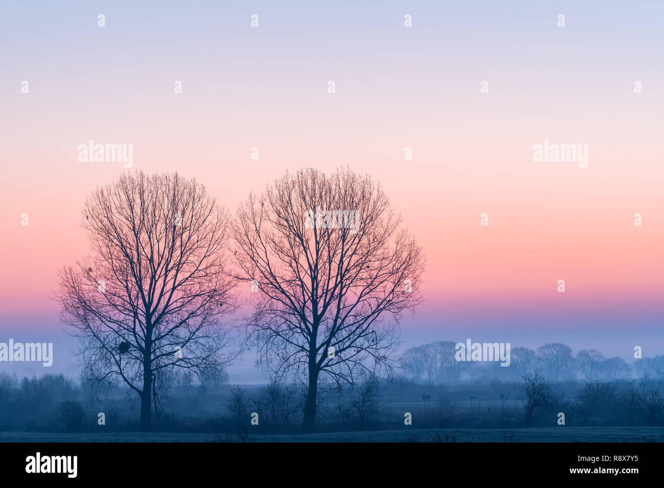 Paisaje rural minimalista con dos árboles, la niebla en un campo y coloridas en el cielo del amanecer. Foto de stock