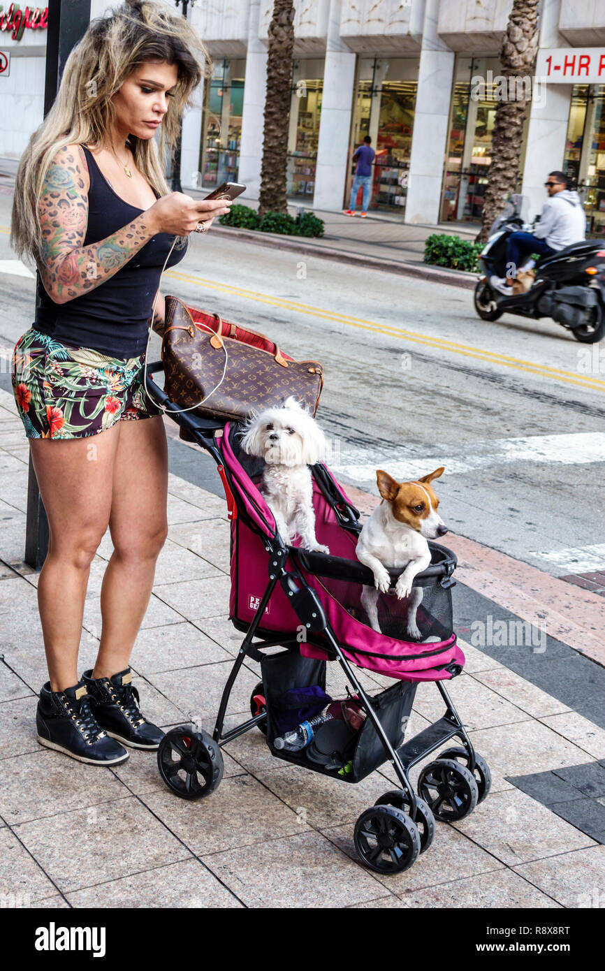 Miami Florida,Flagler Street,centro,transgender,adultos mujeres mujeres mujeres mujeres mujer dama,tatuajes perros cochecito mascotas,pantalones cortos,visitantes viajes tou Foto de stock