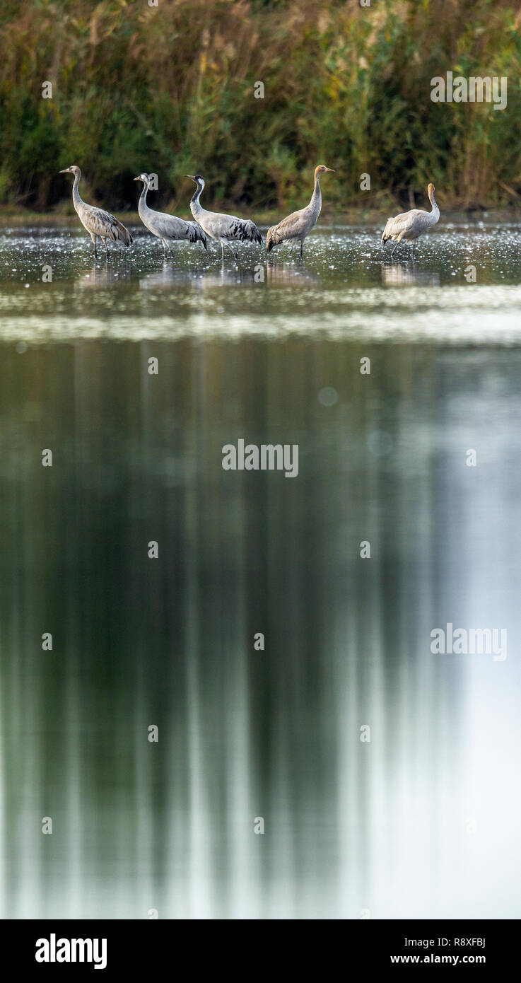 Grullas comunes (Grus grus) en el agua. Grúas Grey en el lago al amanecer. Mañana Paisaje de Valle Hula Reserva. Israel. Foto de stock
