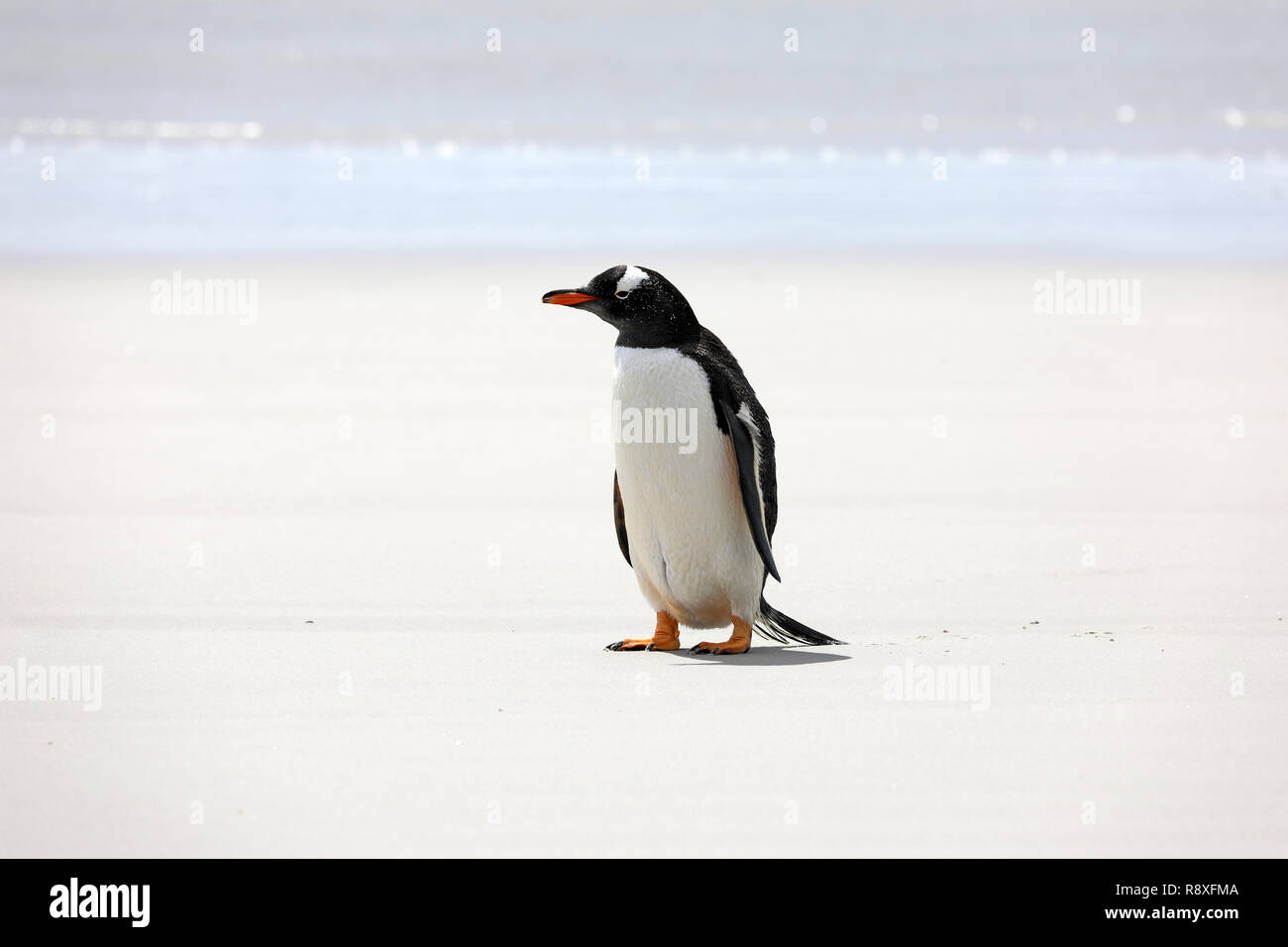 Un Pingüino Gentoo Se Encuentra En La Playa En El Cuello En La Isla Saunders Islas Malvinas 9652