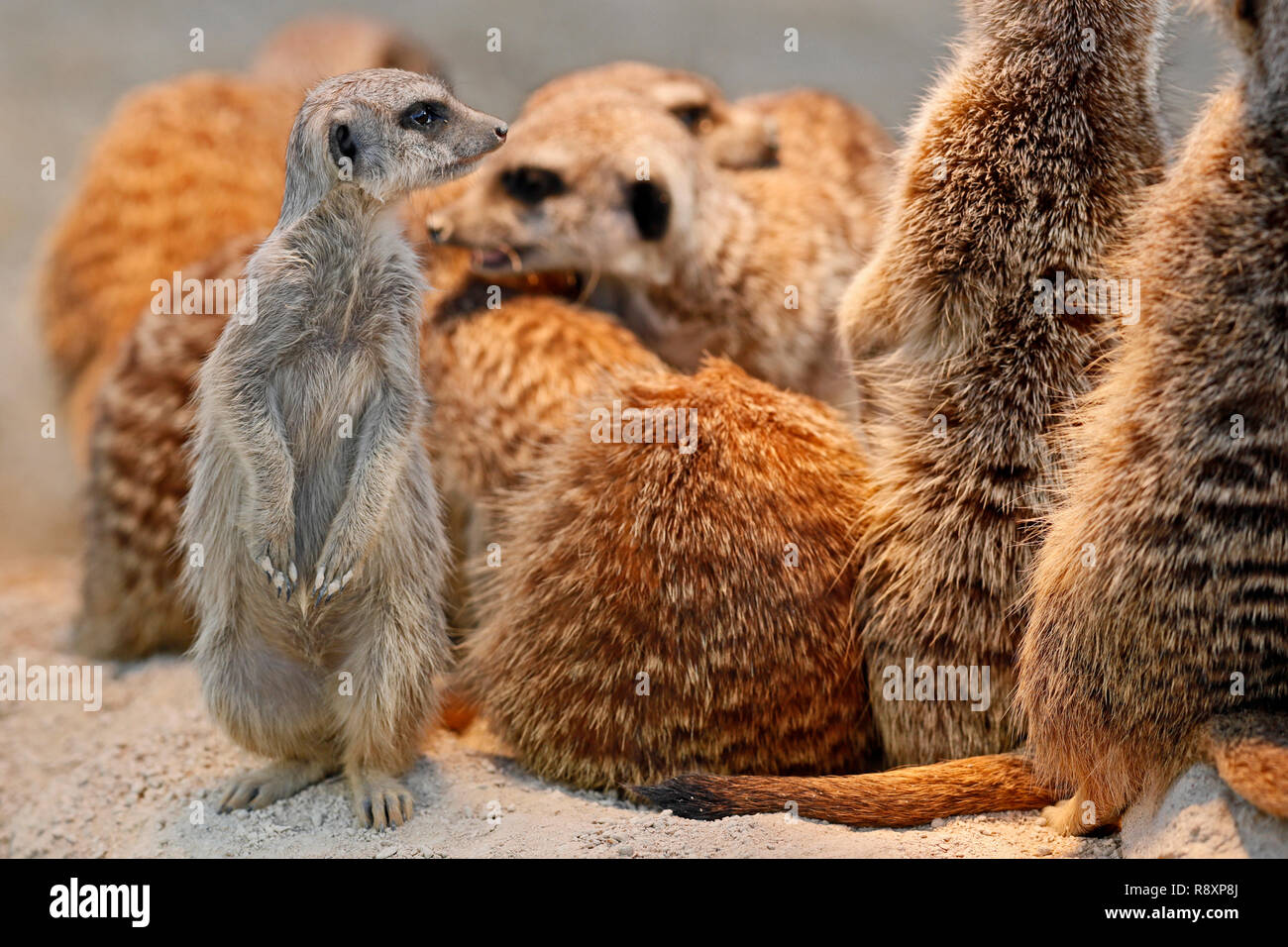 Suricata o (Suricata suricatta) de pie con los animales jóvenes, cautiva, Foto de stock