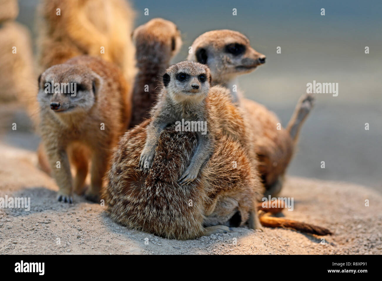 Suricata o (Suricata suricatta) stand con animales jóvenes, cautiva, Foto de stock