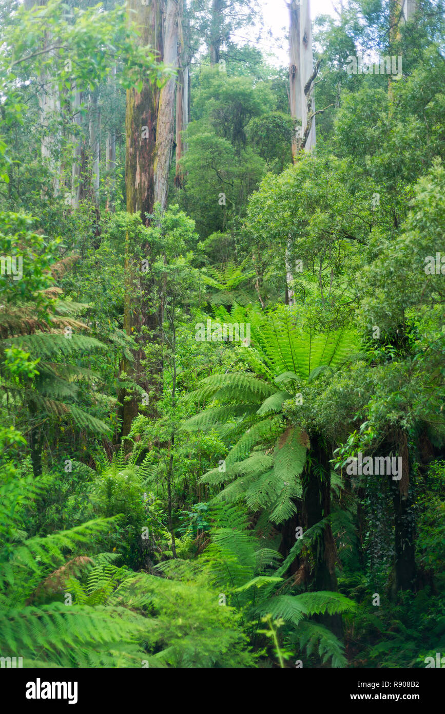 Una foto de verde en la primavera de Bush de Australia, Victoria, Australia. Foto de stock