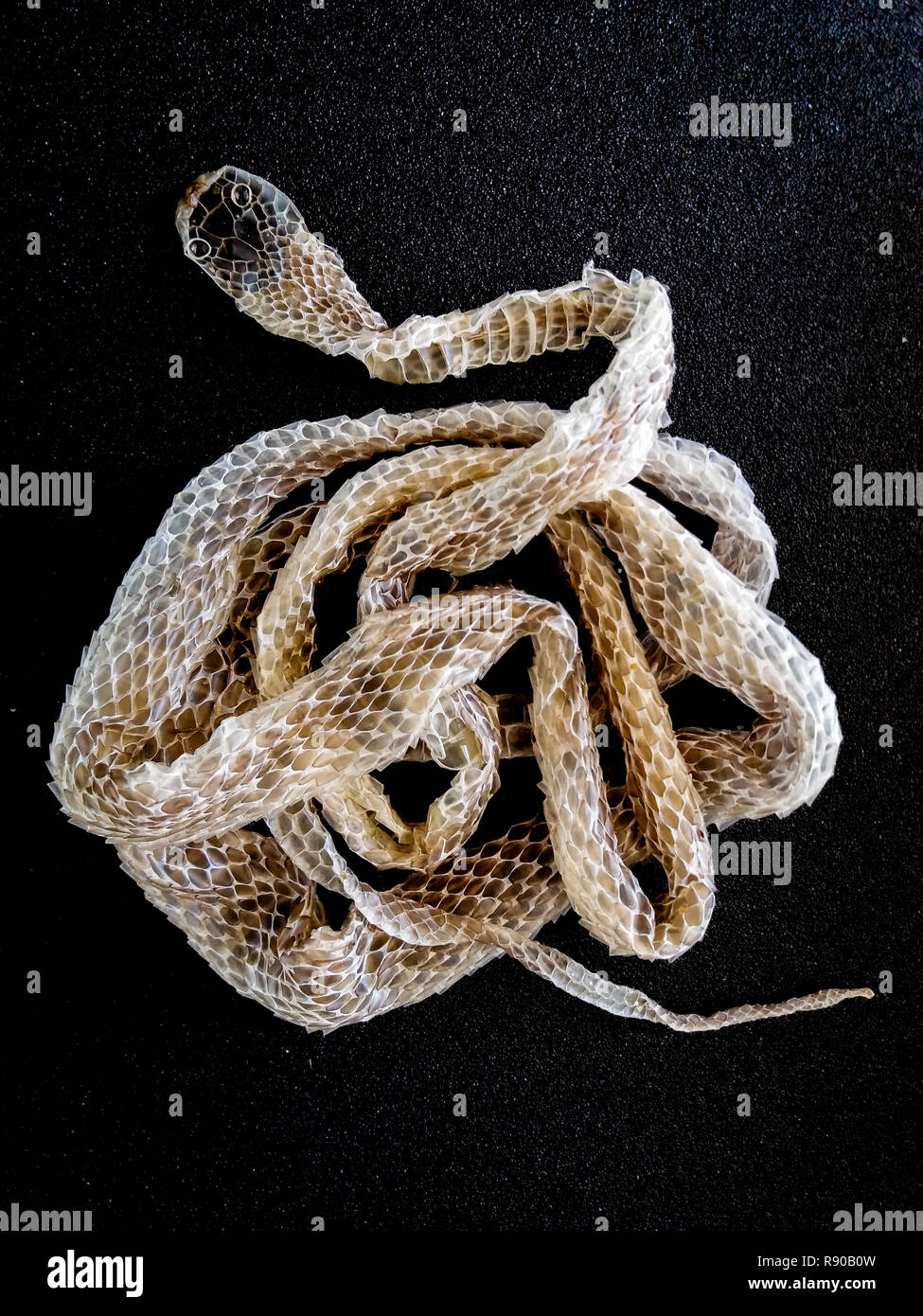 La piel (cambio de piel, ecdise) de un género Chironius serpiente Brasileña, no especies venenosas. Foto de stock